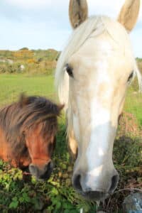 Connemara Ponies