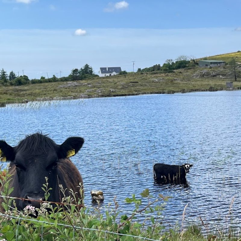 A curious cow peeks over some foliage at the camera with a serene pond and a clear blue sky in the background.